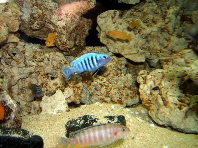 freshwater fish - pseudotropheus saulosi - saulos's mbuna stocking in 90 gallons tank - Cynotilapia sp. "hara"  "White top" 

Cynotilapia Afra "Jalo Reef"

Pseudothropheus Saulosi 

Tropheops red fin Kakusa