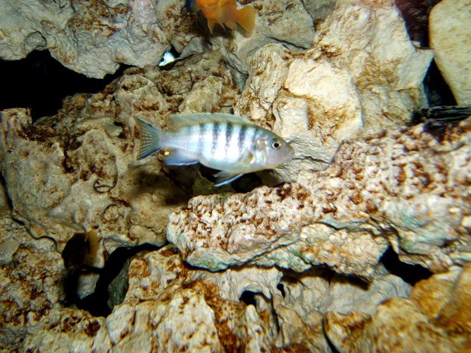 freshwater fish - cynotilapia sp. white top hara - blue reef afra stocking in 90 gallons tank - Cynotilapia sp. "hara"  "White top"  female
