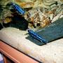 freshwater fish - melanochromis johannii - johanni cichlid stocking in 90 gallons tank - Mbuna