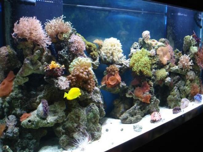 180 gallons reef tank (mostly live coral and fish) - the magic kingdom
