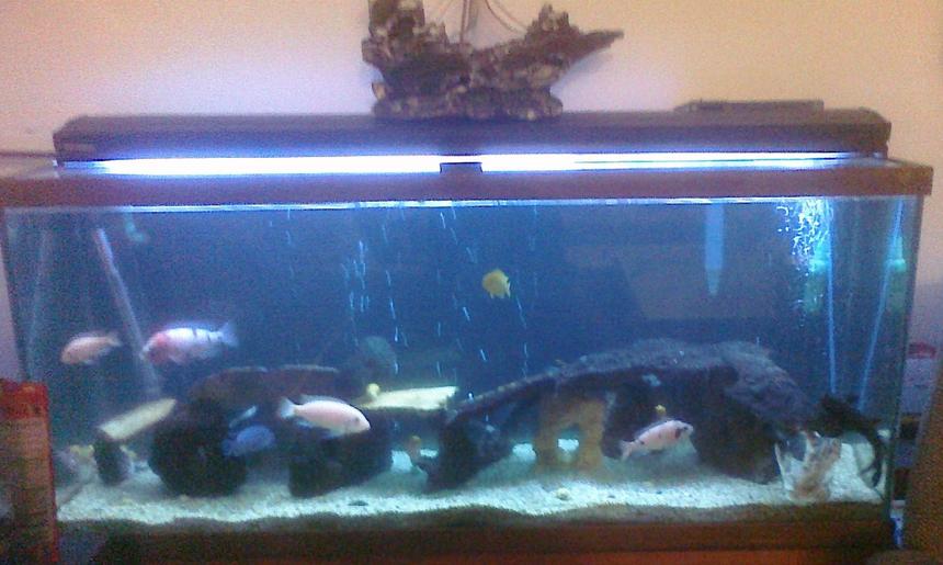 Rated #285: 55 Gallons Freshwater Fish Tank - the tank