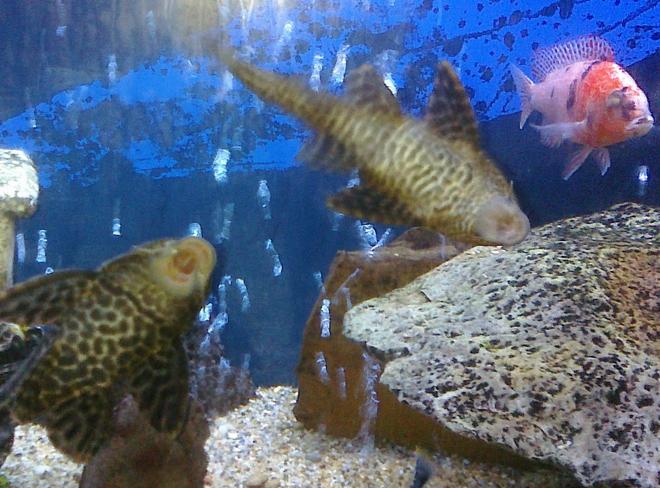freshwater fish - glyptoperichthys gibbiceps - sailfin pleco (l-83) stocking in 55 gallons tank - fish
