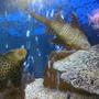 freshwater fish - glyptoperichthys gibbiceps - sailfin pleco (l-83) stocking in 55 gallons tank - fish