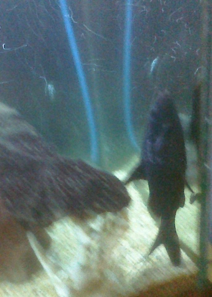 freshwater fish - mystus leucophasis - upside down cat, black stocking in 55 gallons tank - upside down cat fush