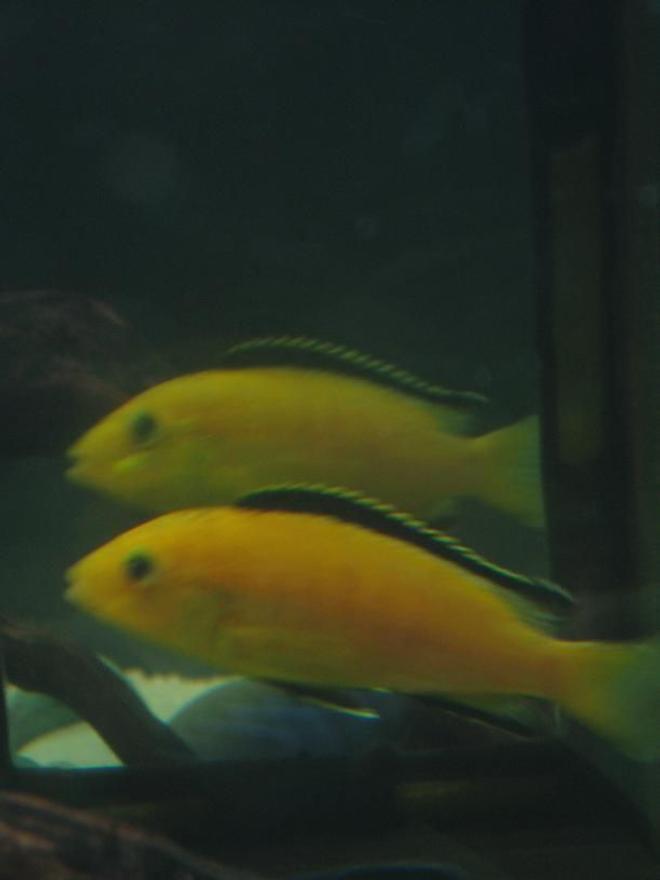freshwater fish - labidochromis caeruleus - electric yellow cichlid stocking in 60 gallons tank - Electric Yellow in the mirror