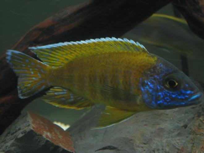 freshwater fish - aulonocara baenschi - sunshine peacock stocking in 60 gallons tank - Peacock Cichlid