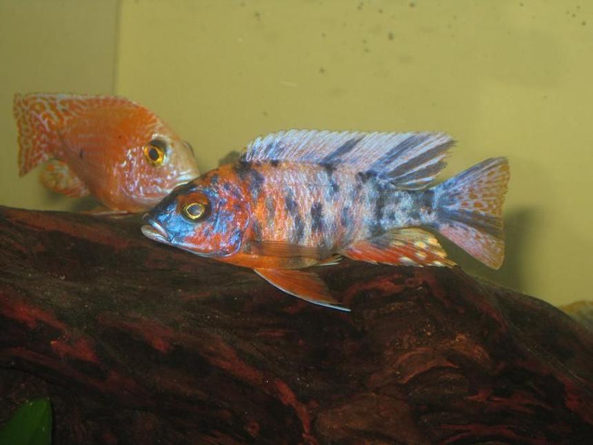 Rated #260: Freshwater Fish - Aulonocara Nyassae Var. - Peacock Cichlid, Orange Blossom Stocking In 60 Gallons Tank - OB Cichlid