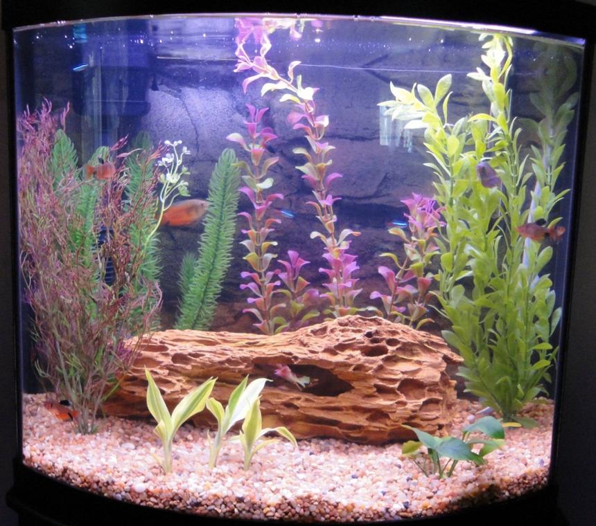 Rated #1639: 16 Gallons Freshwater Fish Tank - 16 gallon bow (April 01, 2010)