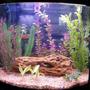 16 gallons freshwater fish tank (mostly fish and non-living decorations) - 16 gallon bow (April 01, 2010)