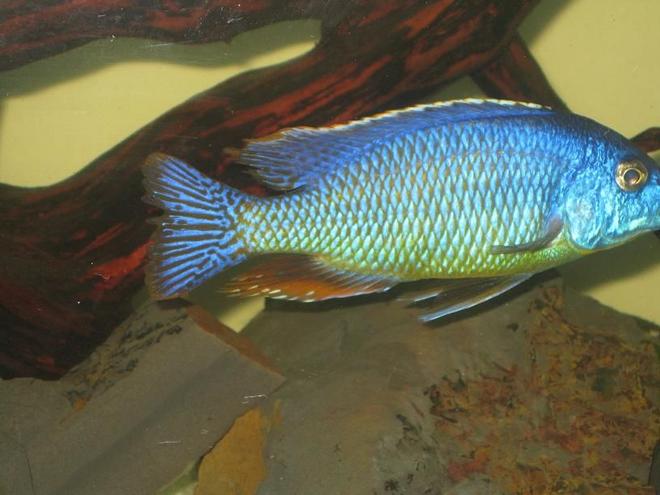 freshwater fish - protomelas taeniolatus - red empress stocking in 60 gallons tank - fire blue cichlid