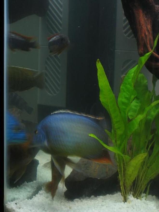 freshwater fish - protomelas taeniolatus - red empress stocking in 60 gallons tank - fire blue