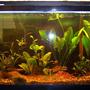 55 gallons planted tank (mostly live plants and fish) - This is my try at growing live plants.