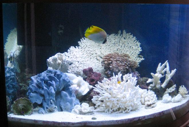 40 gallons reef tank (mostly live coral and fish) - 40 gal tank to look at at work