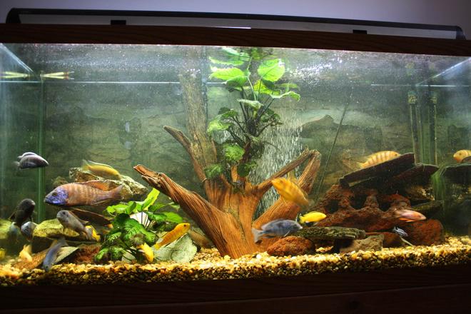 90 gallons freshwater fish tank (mostly fish and non-living decorations) - My 90 gallon African Cichlid tank.

Thanks!