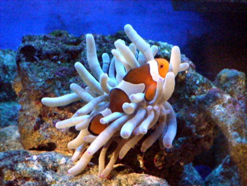 Rated #26: Saltwater Fish - Amphiprion Percula - True Percula Clownfish Stocking In 80 Gallons Tank - clownfish