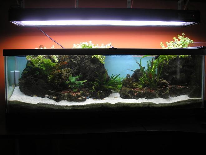 70 gallons planted tank (mostly live plants and fish) - The 40 gallon tank