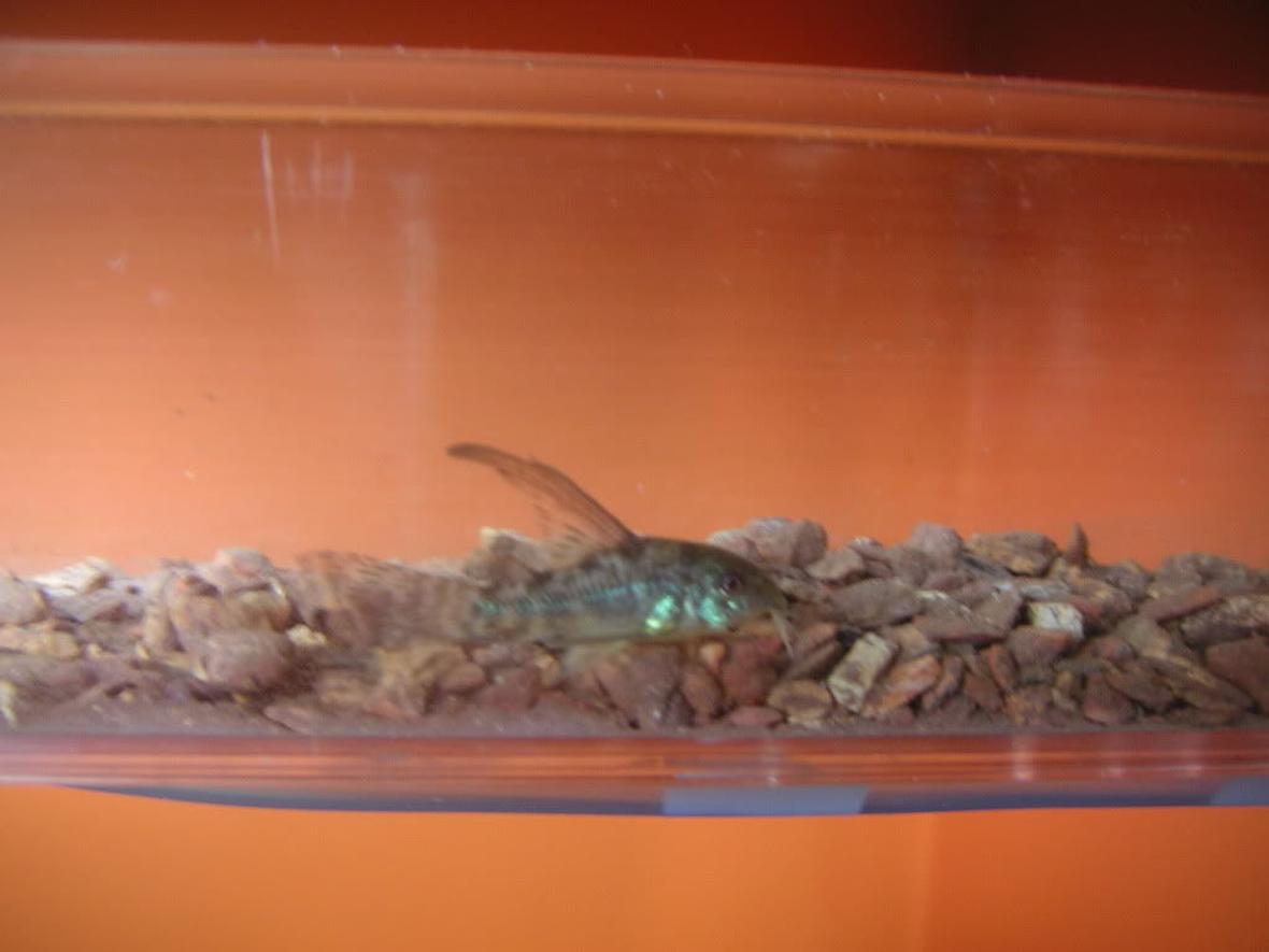 70 gallons freshwater fish tank (mostly fish and non-living decorations) - one of the cory cats crossing the bridge