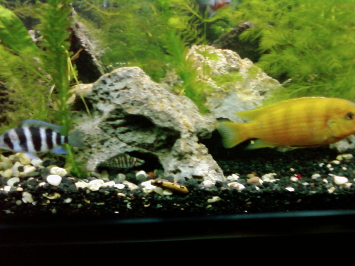 90 gallons freshwater fish tank (mostly fish and non-living decorations) - It's nice to have bodyguards! frontosa, calvus yellow in the middle, and the male lombardoi.