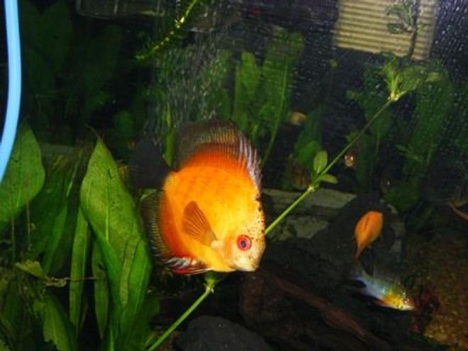 freshwater fish - symphysodon sp. - yellow marlboro discus stocking in 125 gallons tank - yellow marlbro discus