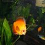 freshwater fish - symphysodon sp. - yellow marlboro discus stocking in 125 gallons tank - yellow marlbro discus