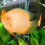 freshwater fish - heros serverus - gold severum stocking in 125 gallons tank - gold heros severum