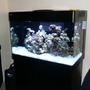 60 gallons reef tank (mostly live coral and fish) - RedSea Max 250