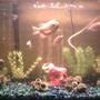 29 gallons freshwater fish tank (mostly fish and non-living decorations) - 29 gallon tank with Pink Kissing Gouramis and Tiger Barbs. Tank is 6 years old as is the large Gourami in the photo.