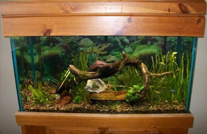 Rated #193: 100 Gallons Planted Tank - 9 months old 100 gallon aquarium with 2-48in t5, and 1- 48in t8. 2 power head fillters with just bio balls  to keep water moving and dirt under my rocks for the plants. 3-3liter co2 and some drift wood