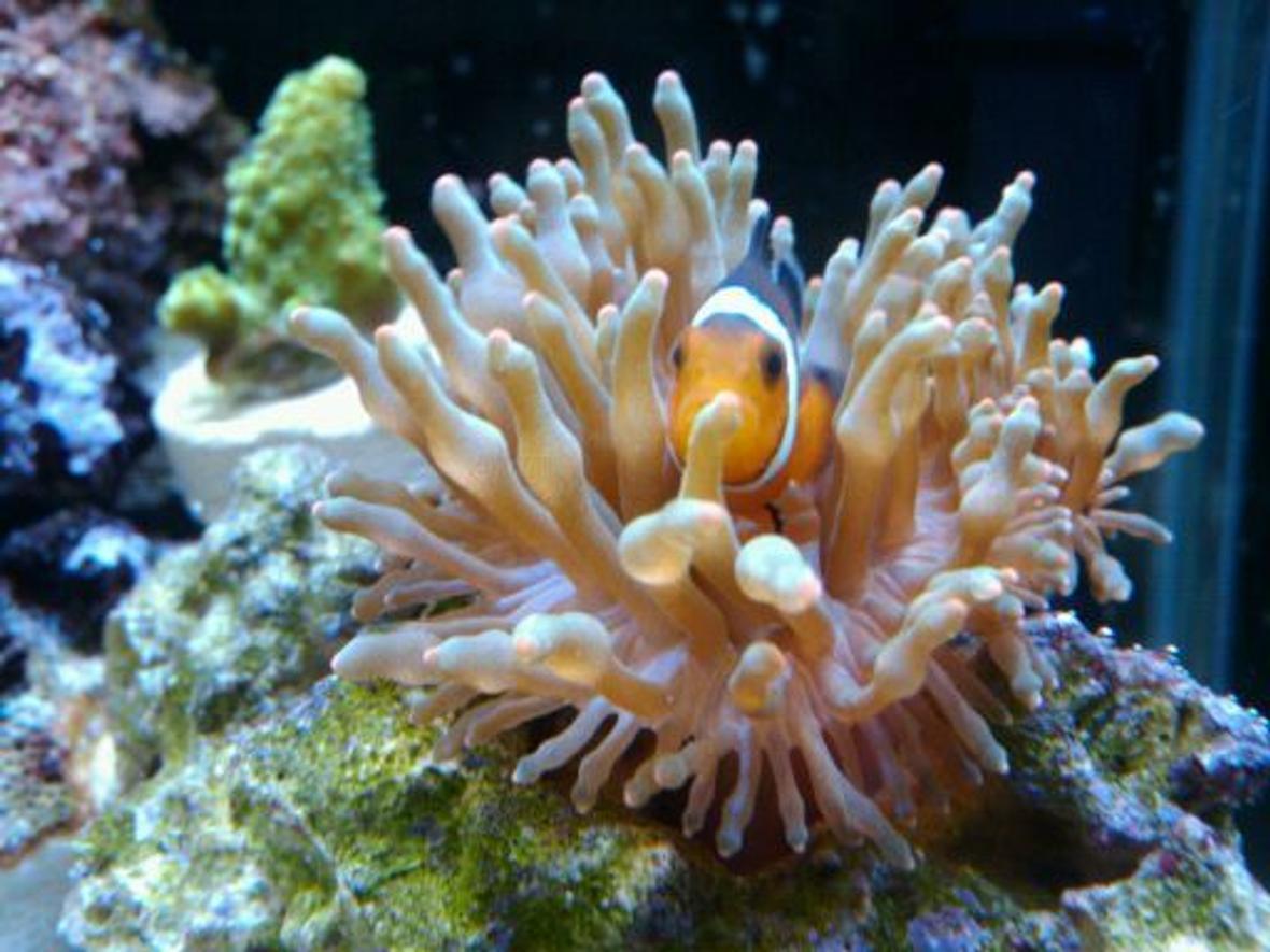 corals inverts - entacmaea quadricolor - rose bulb anemone stocking in 50 gallons tank - My baby Ocellaris clown in his baby rose bubble tip anemone!