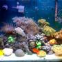 38 gallons reef tank (mostly live coral and fish) - My 38 gallon reef tank :)