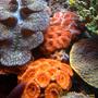 corals inverts - acanthastrea lordhowensis - aussie acans stocking in 75 gallons tank - Acan colonies!