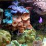 corals inverts - actinodiscus sp. - red mushroom stocking in 75 gallons tank - Assorted mushrooms!