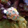 corals inverts - acanthastrea lordhowensis - aussie acans stocking in 75 gallons tank - Mint green/orange striped acans