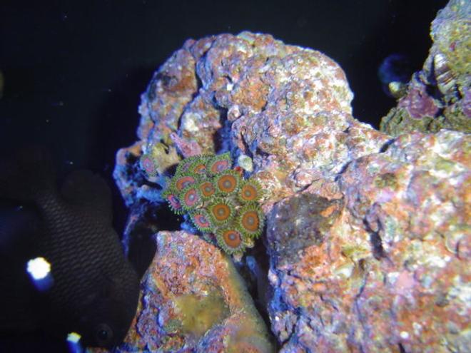 corals inverts - zoanthus sp. - red candy apple zoanthids stocking in 55 gallons tank - candy apple zoas