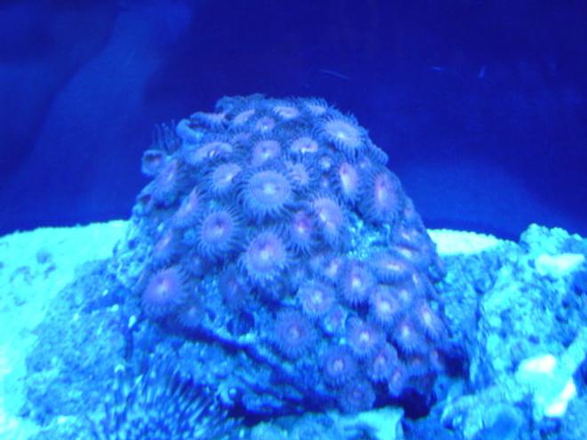 corals inverts - zoanthus sp. - neon green purple eye zooanthid polyps stocking in 55 gallons tank - purple zoas