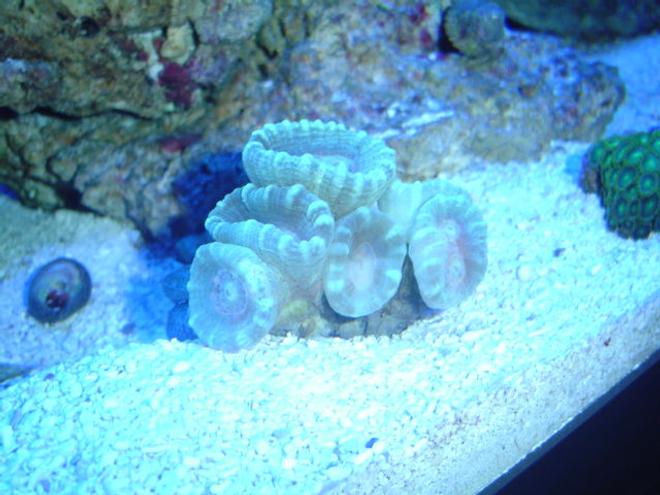 corals inverts - caulastrea furcata - candy cane coral stocking in 55 gallons tank - neon green candy canes