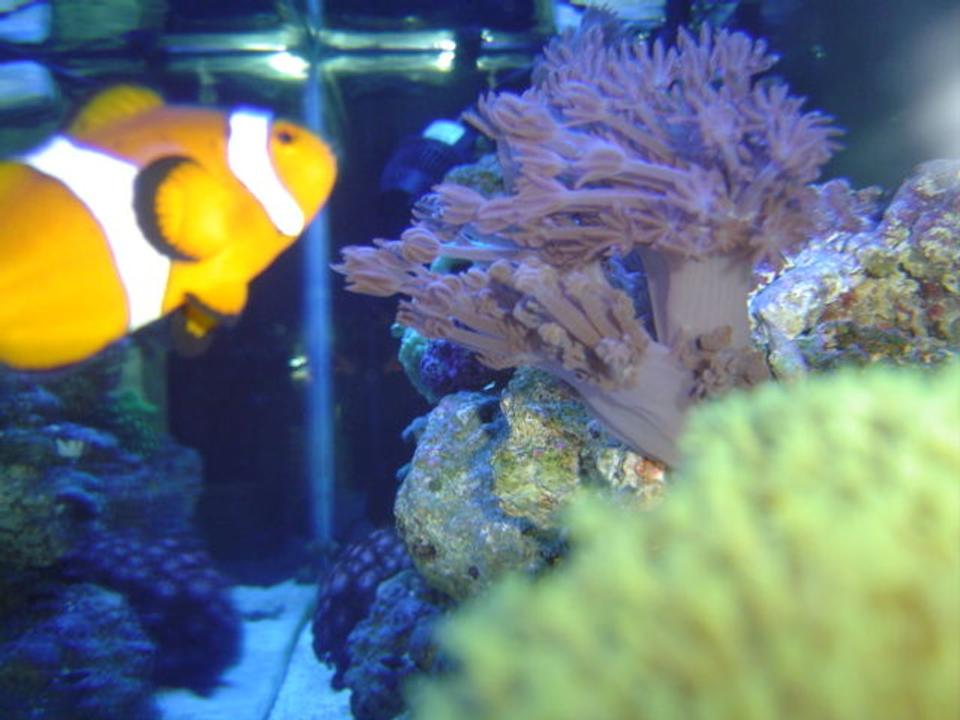 corals inverts - heteroxenia sp. - heteroxenia polyp stocking in 55 gallons tank - xenia and green toadstool mushroom