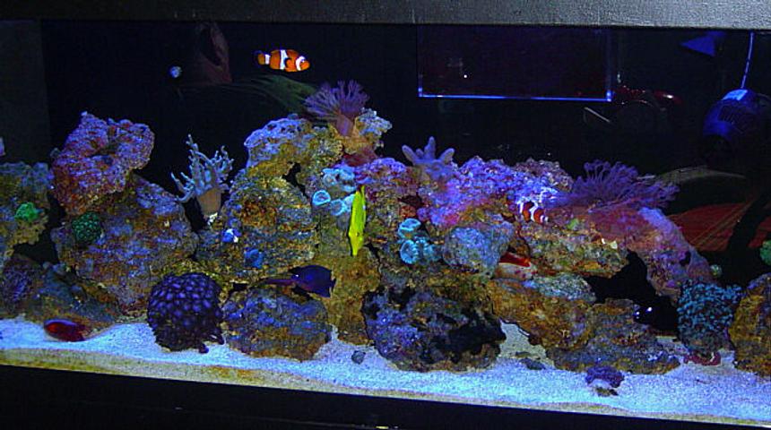 Rated #573: 55 Gallons Reef Tank - FTS