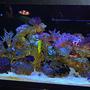 55 gallons reef tank (mostly live coral and fish) - FTS