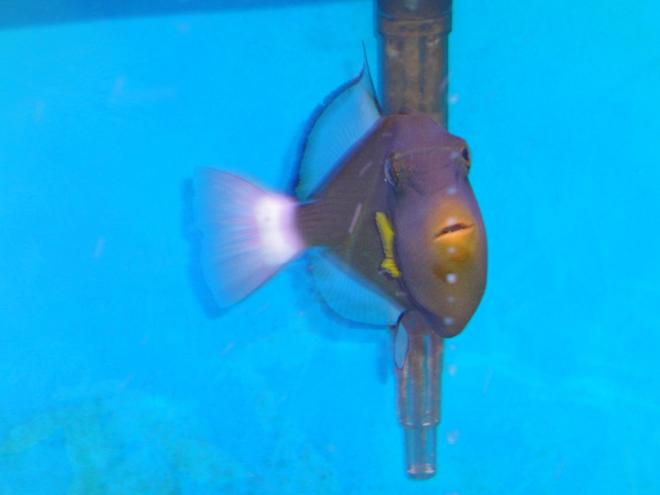 saltwater fish - melichthys vidua - pinktail triggerfish stocking in 45 gallons tank - Pinktale Trigger Fish in another Pose.