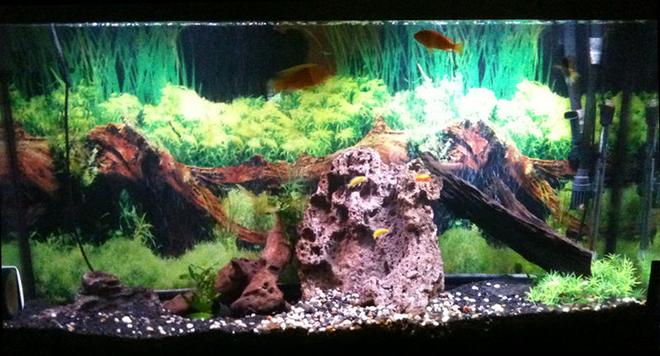 60 gallons freshwater fish tank (mostly fish and non-living decorations) - South African Cichlid Tank 60gallons.

Background pasted with SeaView.