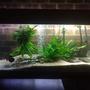 55 gallons planted tank (mostly live plants and fish) - 210L (55 gallon) AQUANOVA 1500l/hr Canister Filter 100w T8 6700k 300w Heater Pool Sand Substrate 2 Silver Dollers, 5 Congo Tetra, 2 Blue Rams, 6 Lemon Tip Tetra Java Fern, Java Moss, Hygro, Anubus, Driftwood