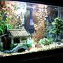 40 gallons freshwater fish tank (mostly fish and non-living decorations) - all fake plants, rock, shells from beaches, fish, aquarium decoration.