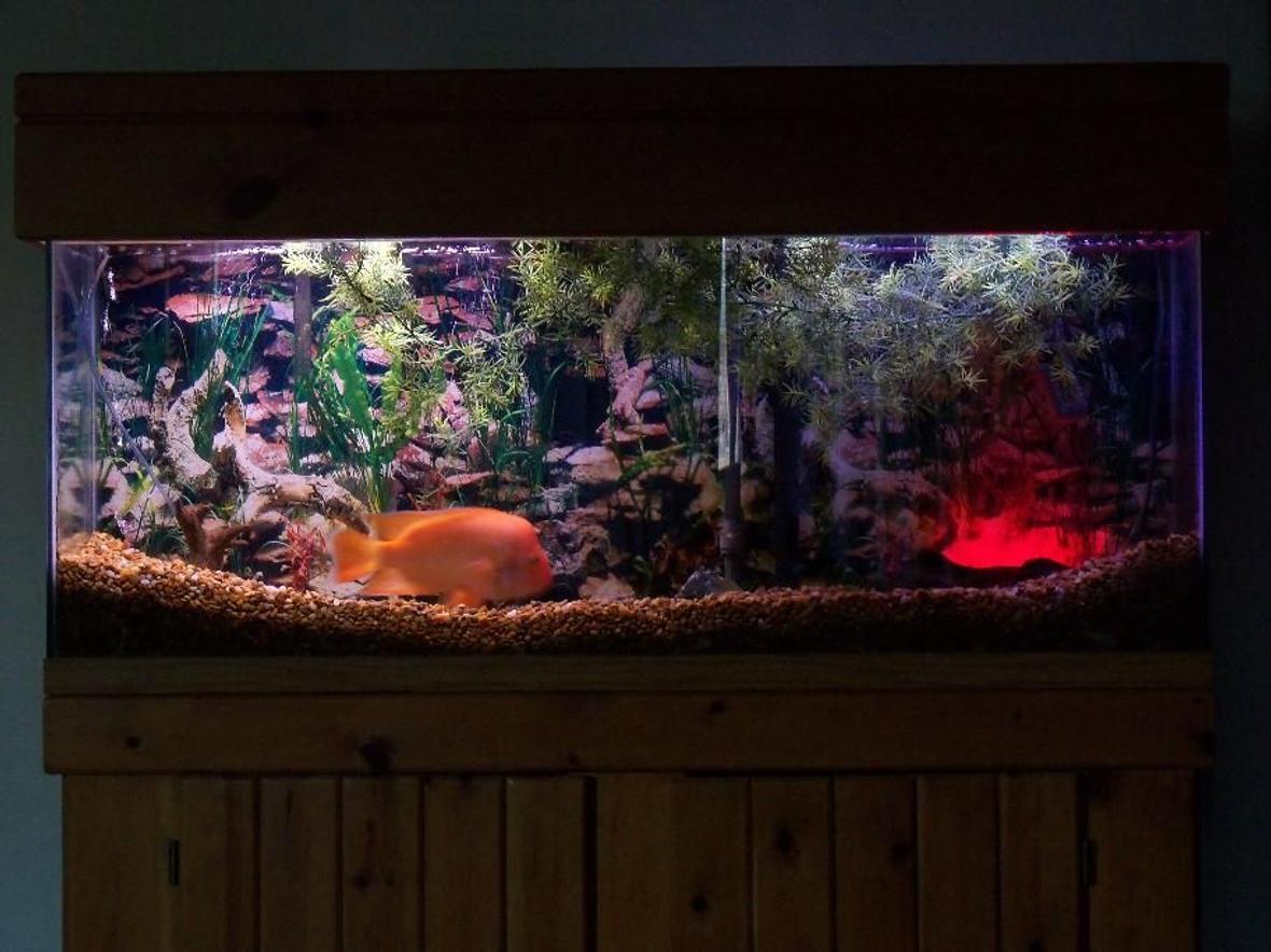 55 gallons freshwater fish tank (mostly fish and non-living decorations) - Mr. Orange my red devil cichlid in this tank.