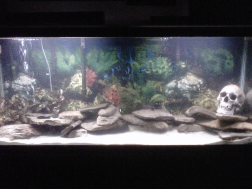 Rated #23: 55 Gallons Saltwater Fish Tank - My 55 gallon mostly local tank, 2 black fish (tautog), 1 killie, 3 striped damsels, 3 domino damsels, 4 sand dollars
