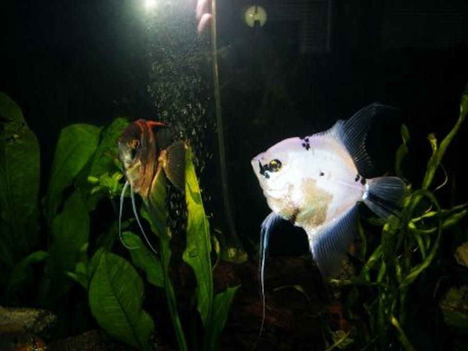 freshwater fish - pterophyllum sp. - silver zebra angel stocking in 125 gallons tank - my breeding angels