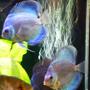 freshwater fish - symphysodon spp. - neon blue discus stocking in 125 gallons tank - new cobalt discus
