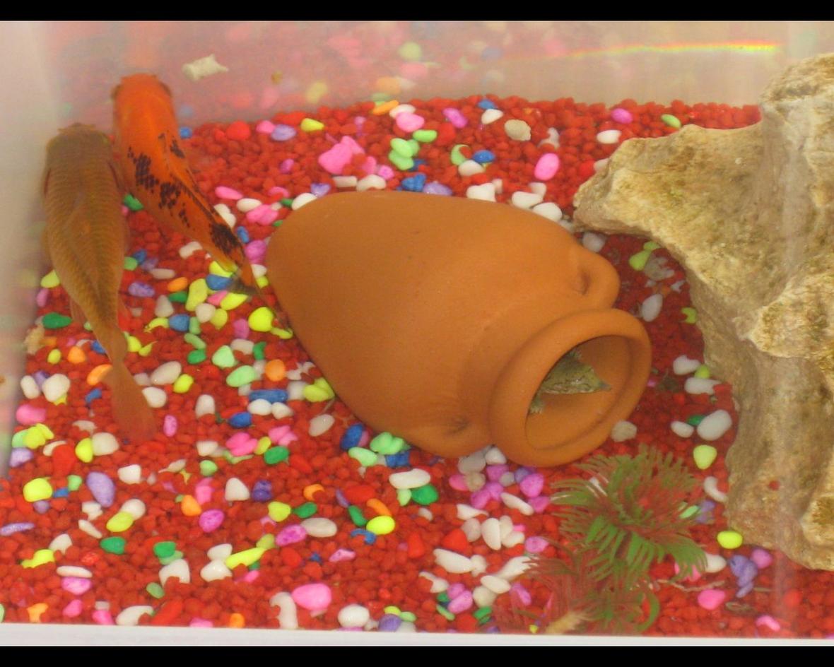 2 gallons freshwater fish tank (mostly fish and non-living decorations) - april 2010 small but nice :) 2 goldfish and two chinese softshelled turtles!