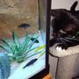 fish tank picture - Our cat Bocelli the Cichlid Whisperer
