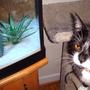 fish tank picture - Our cat Alya... seemingly annoyed at not being able to get to the Cichlids